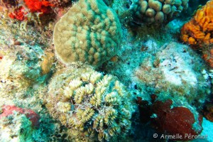 Malendure - îlet Pigeon 